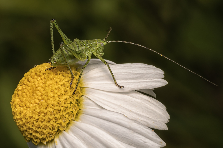Leptophyes punctatissima